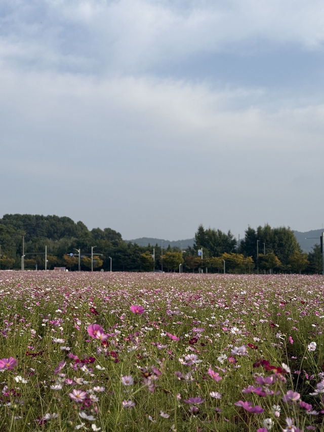 (실시간) 청주 근교에 생긴 어마무시한 코스모스 스팟🩷
