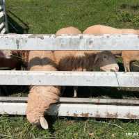 #ฟาร์มแกะพัทยา #SwissSheepFarm #เที่ยวพัทยา 