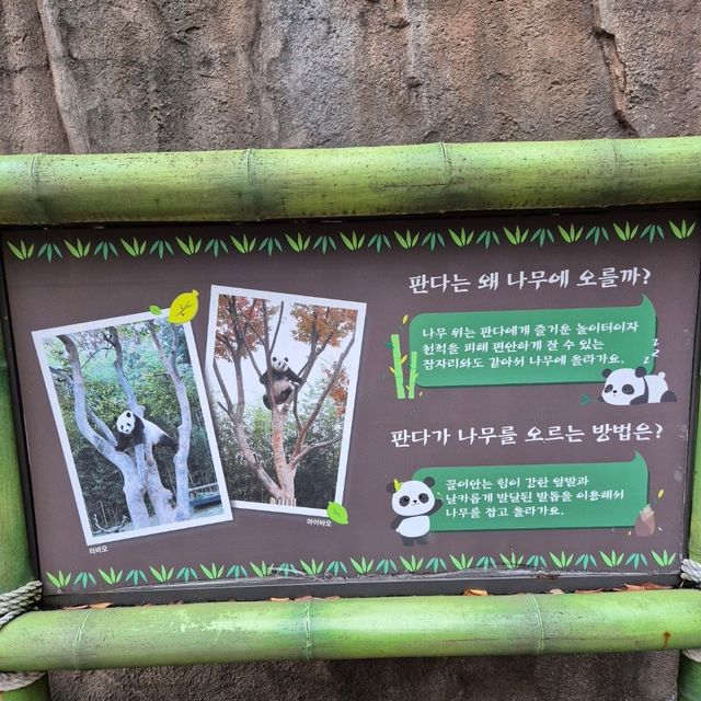 📸 판다와함께 포토존 가득한 테마파크, 에버랜드 판다월드 📸
