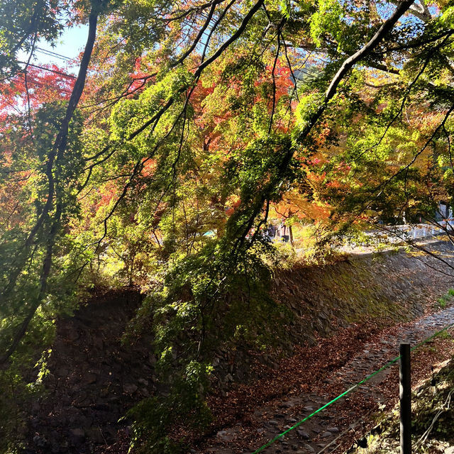 Momiji Kairo • Kawaguchiko 🇯🇵 Japan