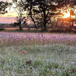 The Spectacular Flower Field in Ubon Ratchathani Province.