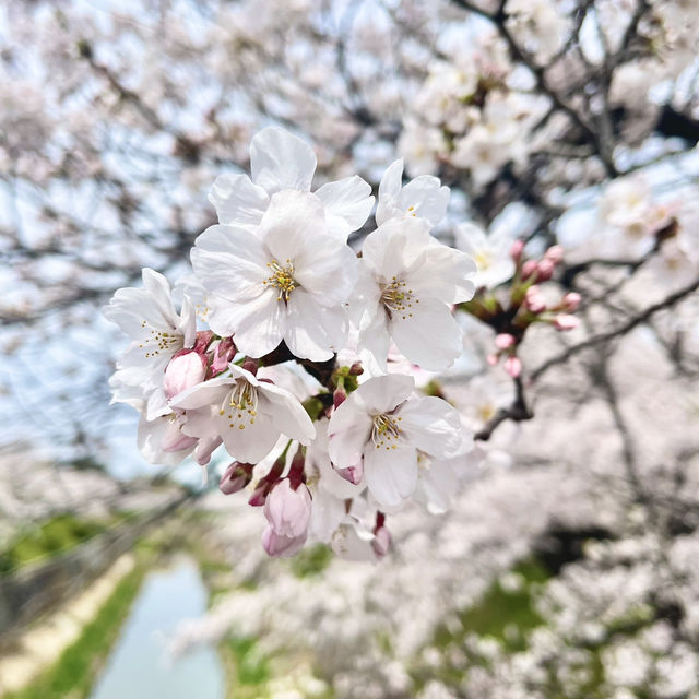 【名古屋 瑞穂区】さくらの名所100選にも選定🌸