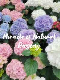 ดอกทิวลิปเมืองหนาวที่ Miracle of Natural 🩷🌷🌸💐