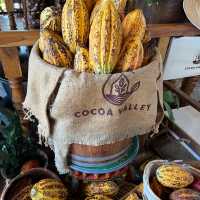 Cocoa Valley Cafe ชิมโกโก้อร่อยๆ