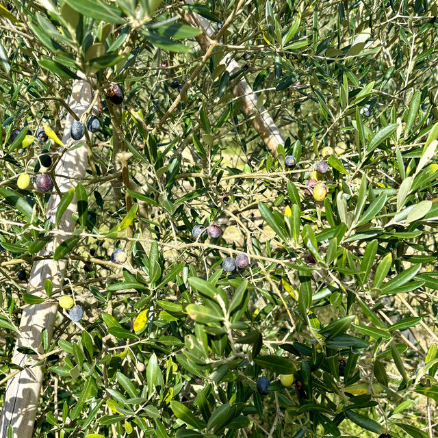 【兵庫・淡路島】最高オリーブオイルと淡路島の美しい自然「Olive GLAMP淡路島Virgin Valley」