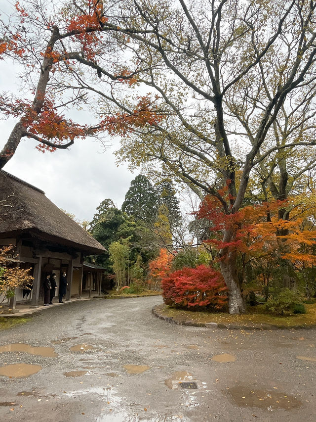 【湯布院】感動！亀の井別荘の素晴らしい紅葉✨