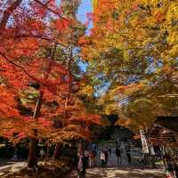 醉人的紅葉銀河，漫步千年古剎「中尊寺」