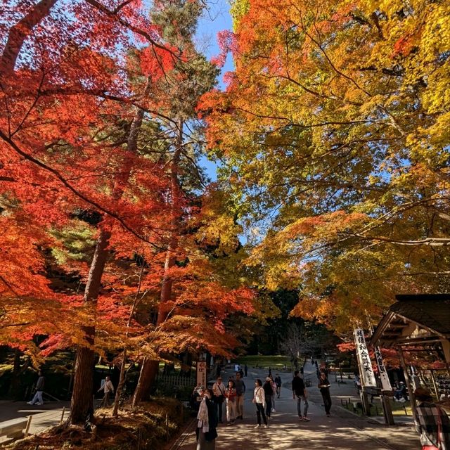 醉人的紅葉銀河，漫步千年古剎「中尊寺」