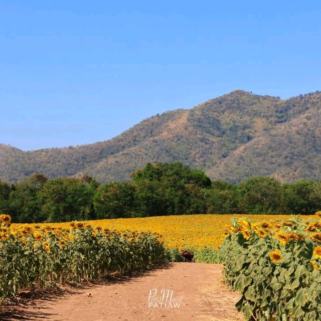 ทุ่งทานตะวัน ไร่วิชาญ ลพบุรี