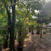 泰國曼谷湄南河畔綠洲公園景點:Chaloem Phra Kiat Forest Park，適合拍照打卡親子遊