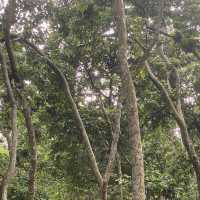 尼泊爾🇳🇵奇旺國家公園 🏞️ 犀牛🦏