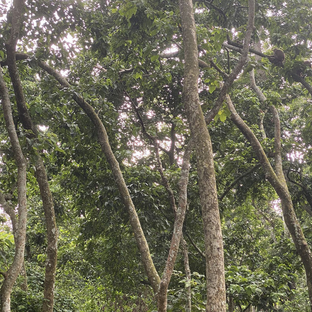 尼泊爾🇳🇵奇旺國家公園 🏞️ 犀牛🦏