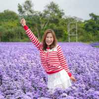 Hokkaido Flower Park Khaoyai 