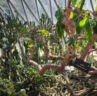 深圳仙湖植物公園