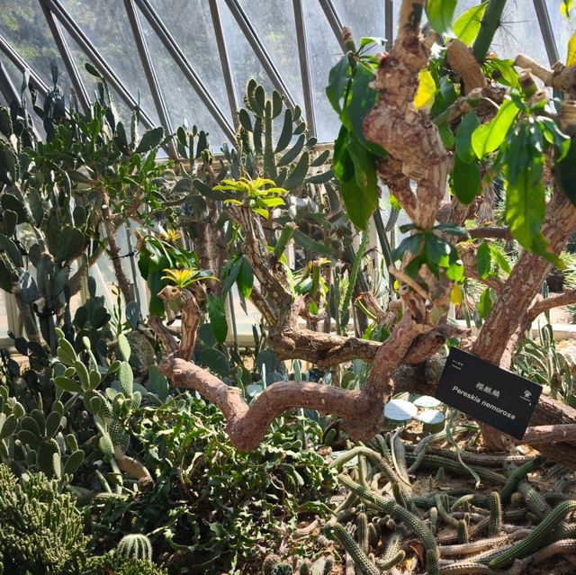 深圳仙湖植物公園