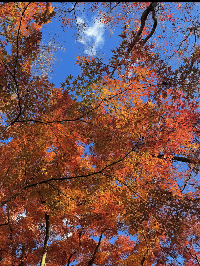 12月でも紅葉が楽しめる熱海の美術館