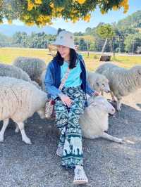 🐑 ม่อนแกะเขาค้อ