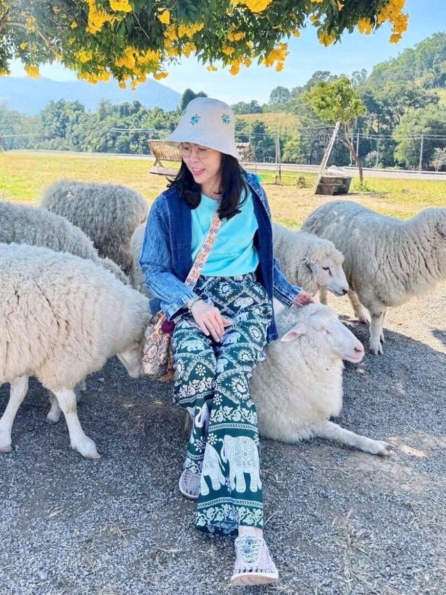 🐑 ม่อนแกะเขาค้อ