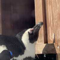 Cute Penguins In Japan! 