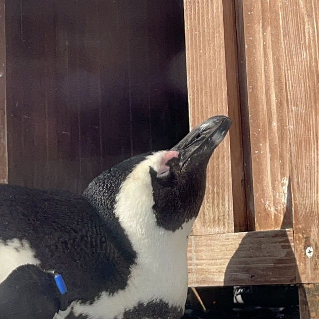 Cute Penguins In Japan! 