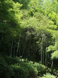 Step Into Serenity: The Enchanting Arashiyama Bamboo Forest