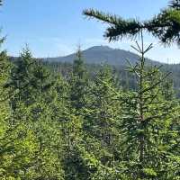 Bavarian Forest National Park