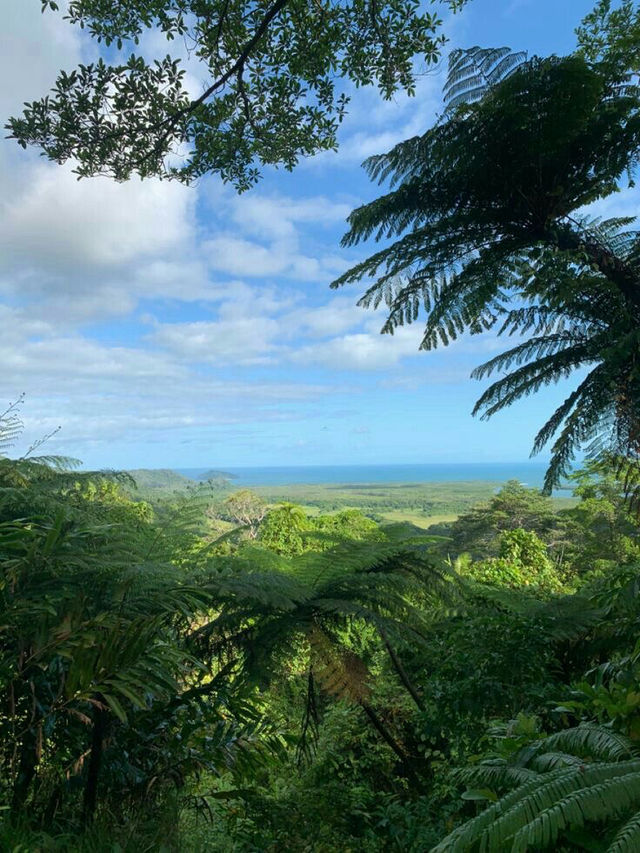 Daintree Rainforest: A World Heritage Wonder