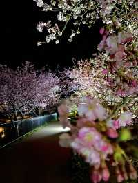 【伊豆×初春の旅】  夜に浮かび上がる河津桜  