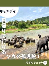 【スリランカ女1人旅】水浴びは迫力満点！可愛いゾウと触れ合える孤児院！