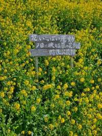 【まるで花の絨毯】