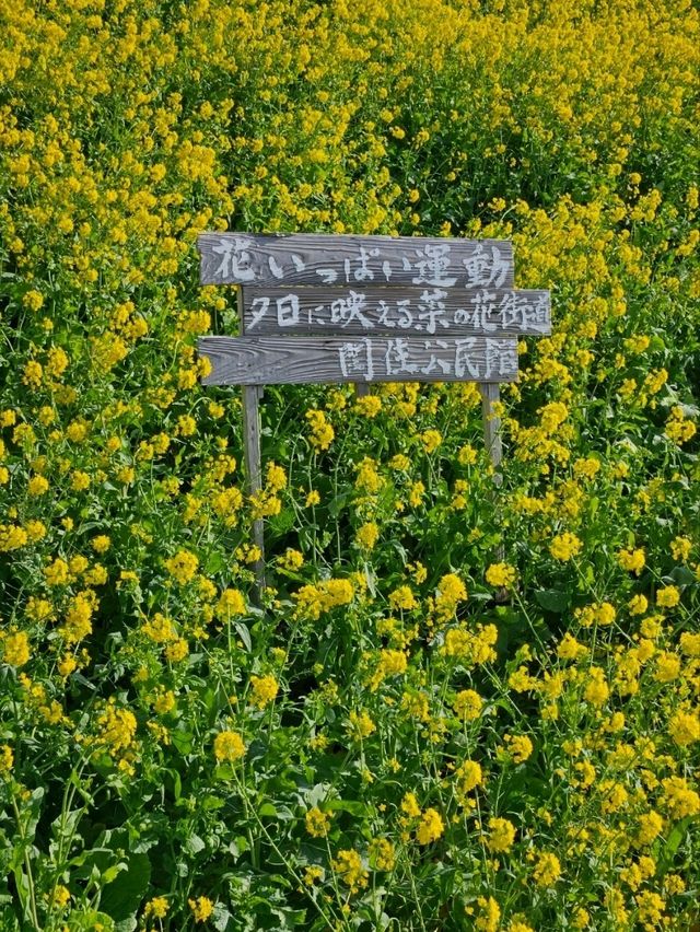 【まるで花の絨毯】