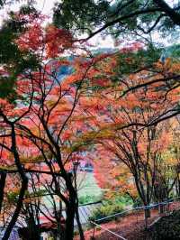 【もみじ神社】