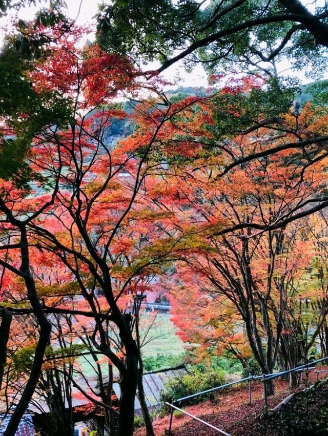【もみじ神社】