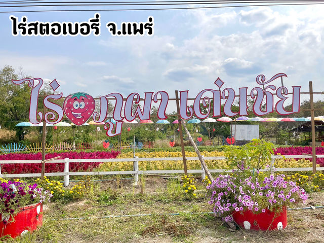 ไร่สตอเบอรี่ภูผาเด่นชัย จ.แพร่