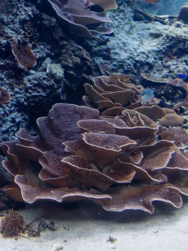 【沖縄県/本部町】一度は行きたいジンベイザメの見える水族館