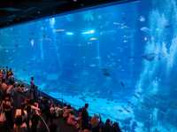  S.E.A. Aquarium 🐠🌊🇸🇬
