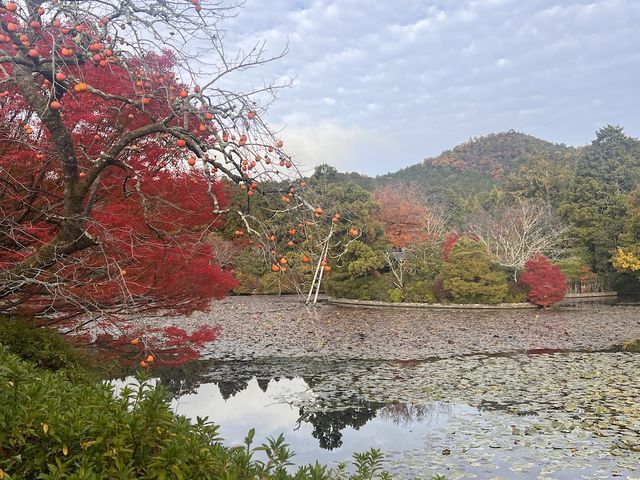 One-Hour Sojourn at Ryoan-ji Temple