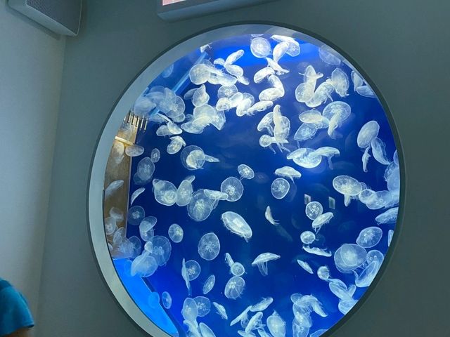 桃園 Xpark沉浸式水族館，探索奇幻海洋世界