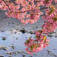 ～荒子川水邊綠地~櫻花下的悠然時光～