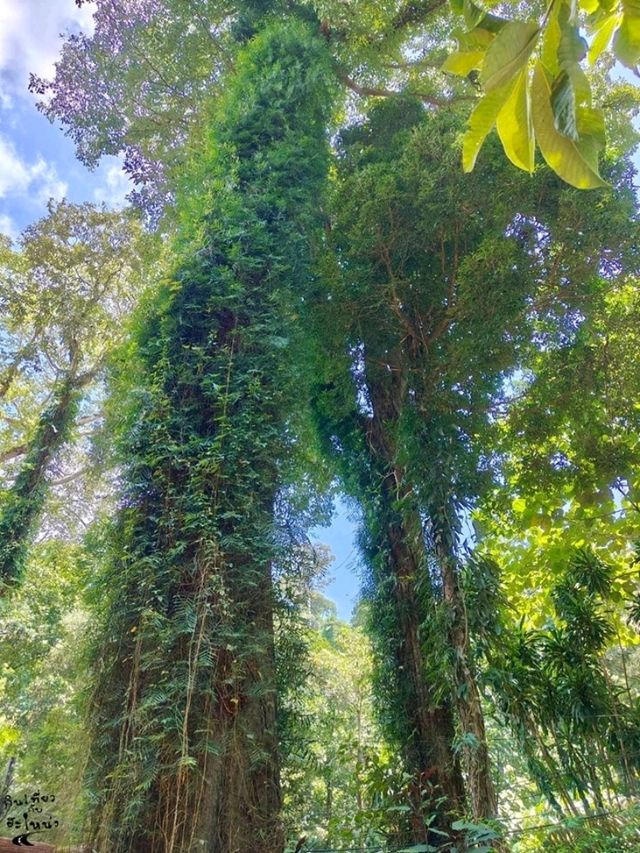 ลอดประตูสวรรค์ ✨วัดสวยกลางป่า 🌿