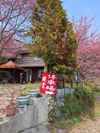 觀雲休閒農莊賞櫻美景