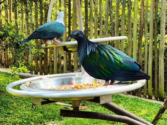 Cute birdies at Bird Paradise