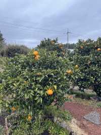 Tangerine picking cafe 