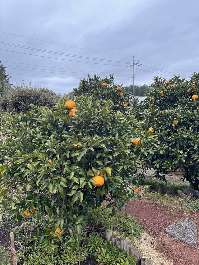 Tangerine picking cafe 