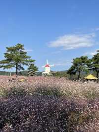 경기도 가을 꽃여행🩷🩵