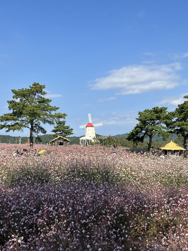 경기도 가을 꽃여행🩷🩵