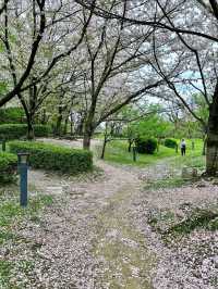 🇯🇵 大阪 | 大阪城公園的櫻吹雪 🌸
