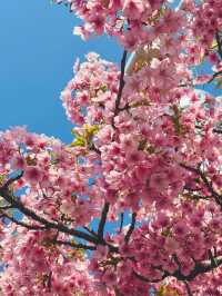 Chasing Sakura at Tokyo Skytree