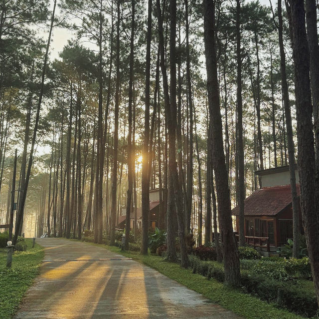 จุดเช็คอินกลางป่าสน | สวนป่าดอยบ่อหลวง