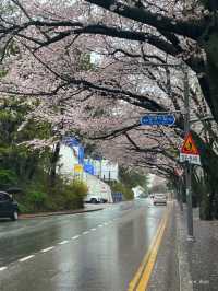 이제 벚꽃시즌🌸 부산에서 즐기는 벚꽃여행코스 정리